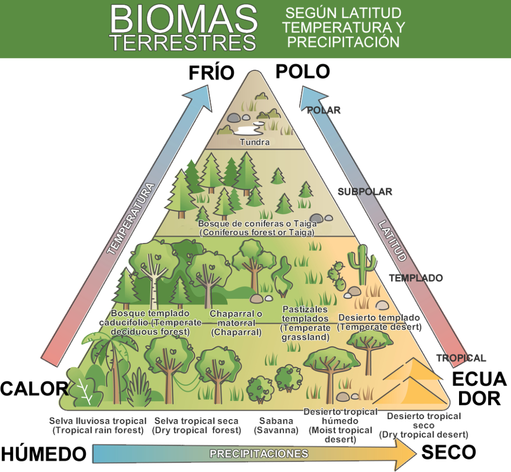 piramide biomas