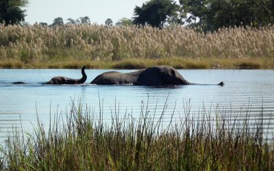 PAISAJES DESTACADOS:  El Río Okavango