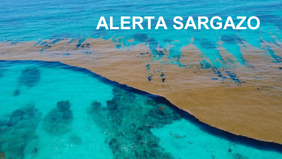 El sargazo se convirtió en un problema ambiental y económico